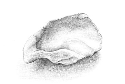 Austern, Jan Loos 2e